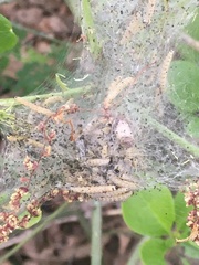 Yponomeuta evonymella