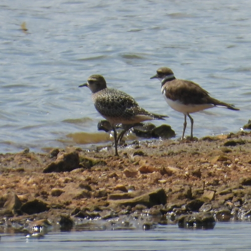 iNaturalist image