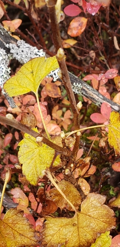 Ribes triste, photograph 1
