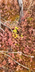 author not stated, no rights reserved Ribes triste, photograph author not stated, no rights reserved