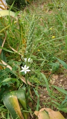 Ornithogalum narbonense