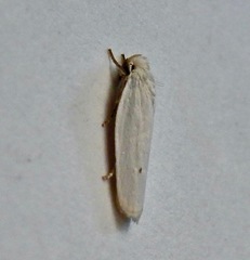 Antaeotricha albulella