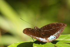 Lexias bangkana sandakana