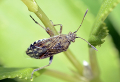 Stictopleurus punctatonervosus