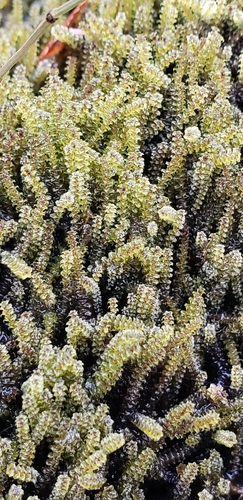 Paludella squarrosa, 2026-09-08