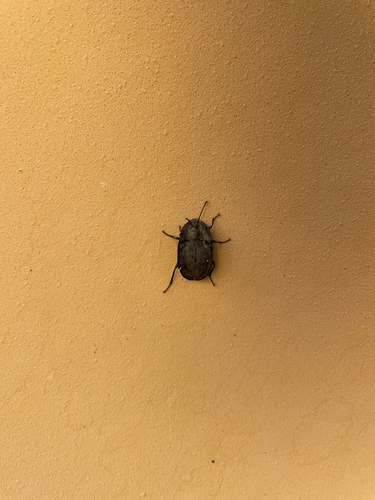 Embaphion muricatum