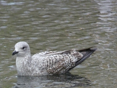 Larinae