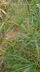 Dactylis glomerata hispanica