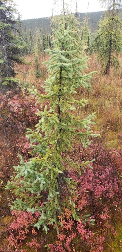 Picea mariana, photograph 6