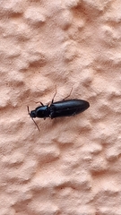 Hypoganus inunctus