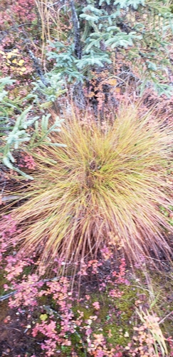 Eriophorum vaginatum, photograph 4