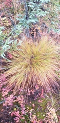Eriophorum vaginatum, photograph author not stated, no rights reserved