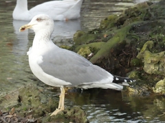 Larinae