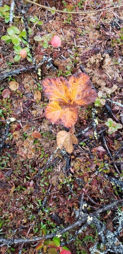 Rubus chamaemorus, photograph 4