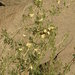 Acacia laeta