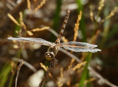 Variegated Meadowhawk