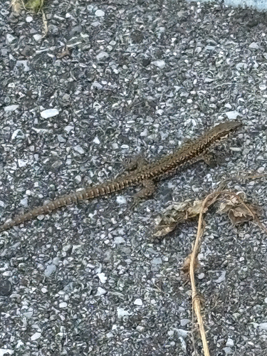 Common Wall Lizard