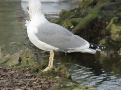 Larinae
