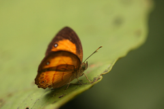 Mycalesis anapita