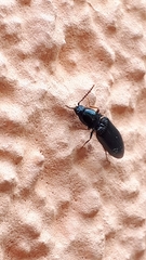 Hypoganus inunctus