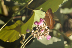 Cirrochroa satellita