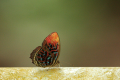 Paralaxita damajanti
