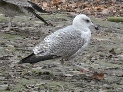 Larinae