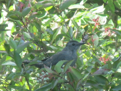 Gray Catbird