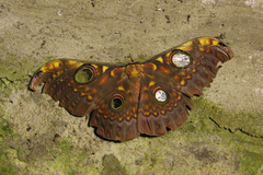 Antheraea larissa