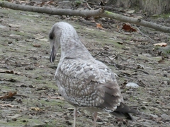 Larus michahellis