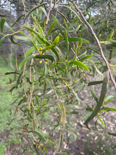 Acacia rostellifera observed 2026-09-04