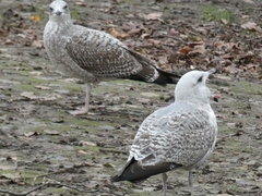 Larus michahellis