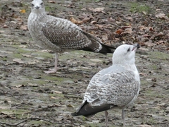 Larus michahellis