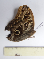 Caligo bellerophon
