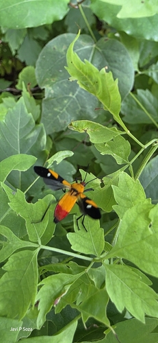 Oncopeltus spectabilis (Oncopeltus spectabilis)