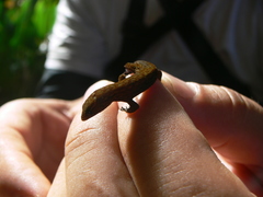 Lepidoblepharis