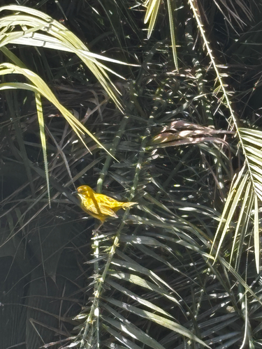 iNaturalist image
