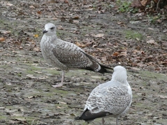 Larus michahellis