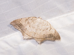 Oxymacaria temeraria