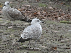 Larus michahellis