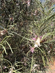 Eremophila oppositifolia