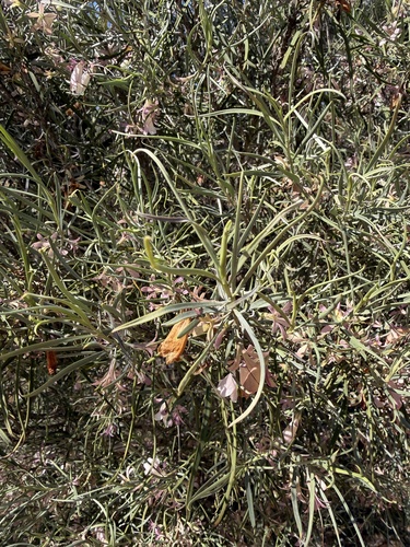 Eremophila oppositifolia, photograph 2