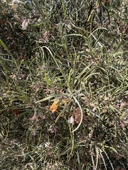 Eremophila oppositifolia, photograph (c) Andrew Allen, some rights reserved (CC BY)