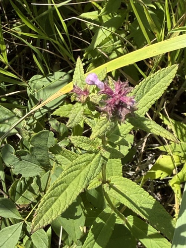 Stachys aspera observed 2026-09-01