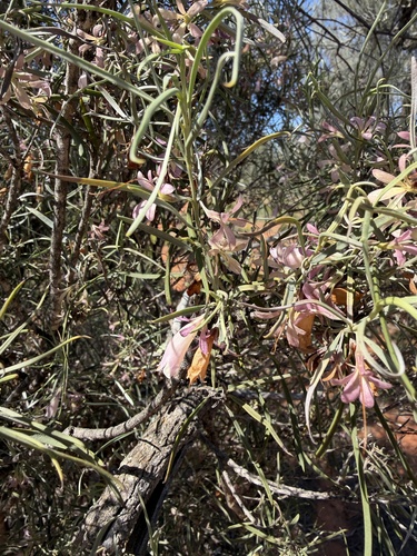 Eremophila oppositifolia, photograph 3