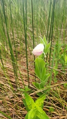 Cypripedium reginae, photograph (c) Patrick Jackson, some rights reserved (CC BY)