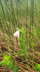 Cypripedium reginae, photograph (c) Patrick Jackson, some rights reserved (CC BY)