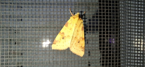 The Sallow