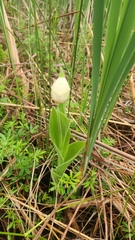 Cypripedium reginae, photograph (c) Patrick Jackson, some rights reserved (CC BY)