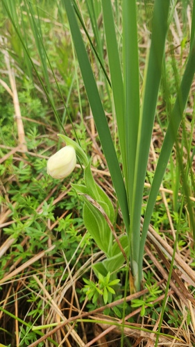 Cypripedium reginae, photograph 4